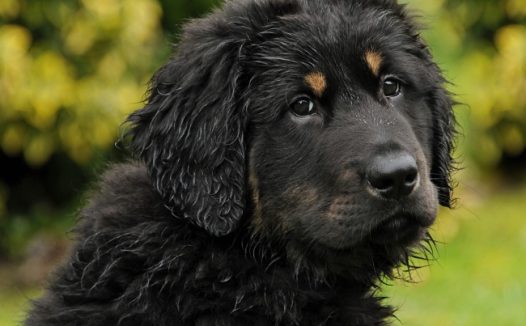 纯黑狗的品种图片