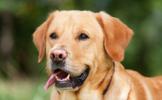 美国拉布拉多犬图片