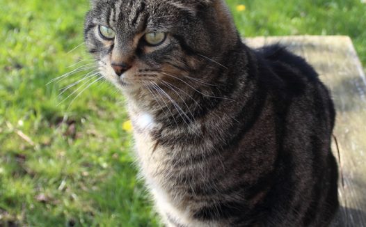 户外绿色草地虎斑猫图片