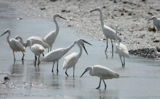 河边野生黑脸琵鹭群摄影图片