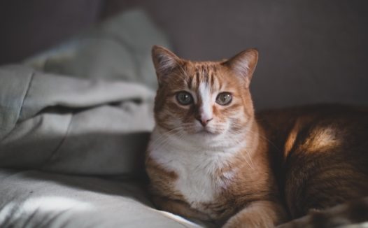 橘色小花猫图片