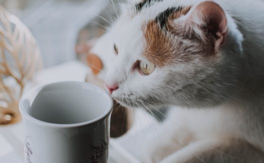 可爱三色花猫图片