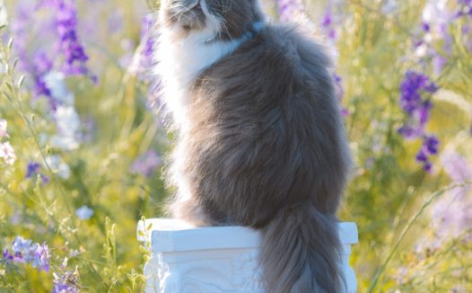 站在白色罗马柱上的波斯猫图片