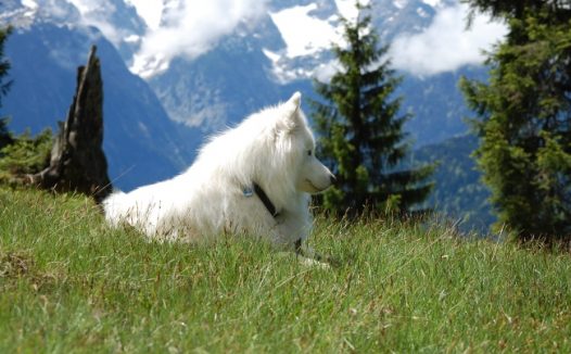 纯种萨摩耶犬图片