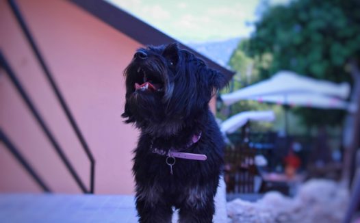 可爱黑色小狗摄影图片