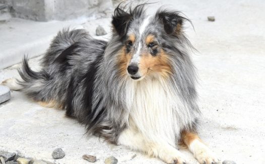 德国牧羊犬宠物狗狗图片