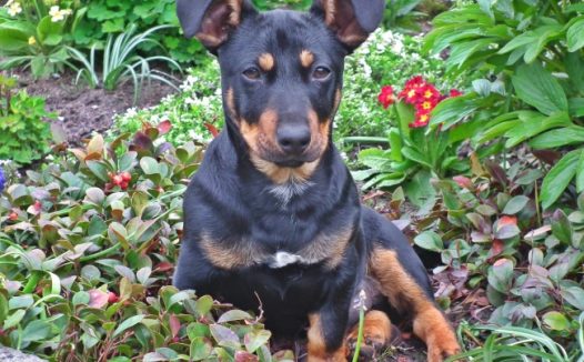 睁大双眼的小狗图片