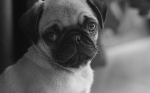 呆萌狗狗黑白图片