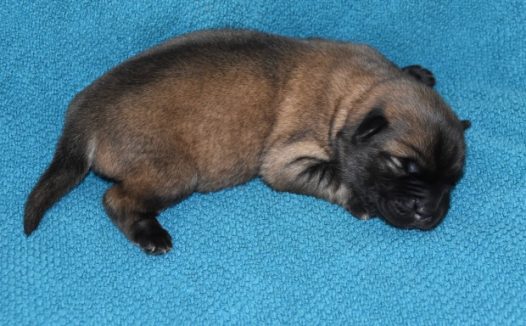 小狗狗睡觉图片