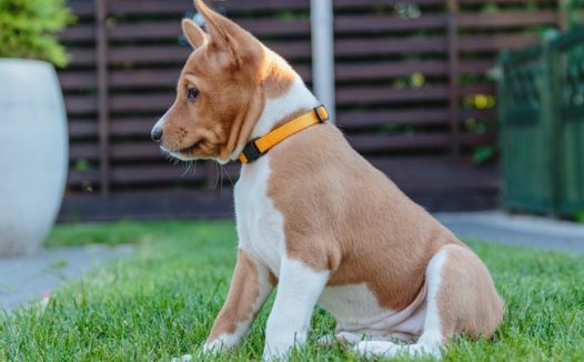 可爱巴辛吉犬图片