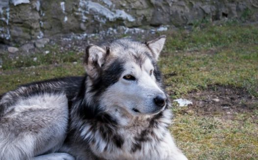 阿拉斯加雪橇犬成犬图片