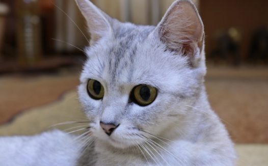 可爱白色短毛猫图片