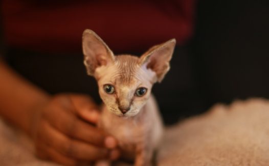 加拿大无毛小猫图片