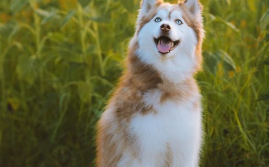 向日葵花海与狗狗图片