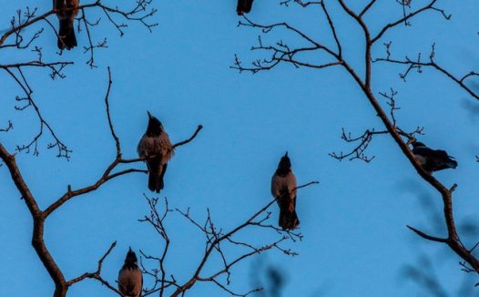 一群乌鸦站在树枝上图片