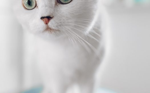 白色呆萌小猫咪图片