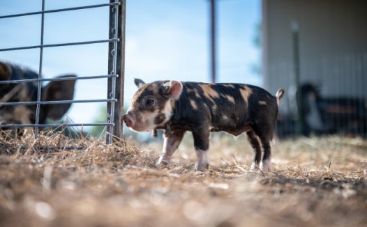 宠物小香猪图片
