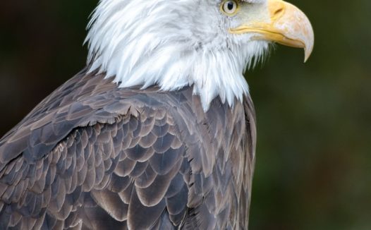 野生白头鹰凝视远方图片