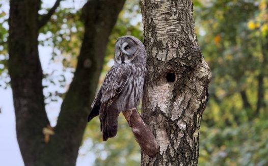 站在树上的大灰猫头鹰图片