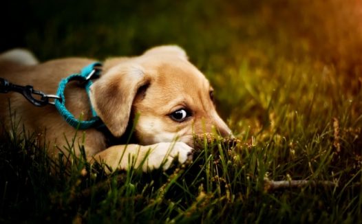 拉布拉多幼犬宠物写真