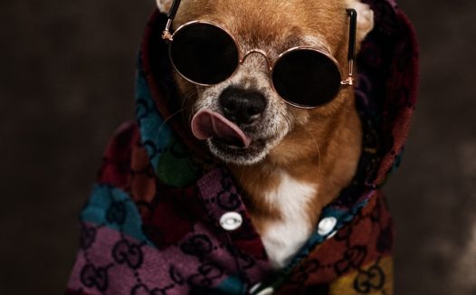 超萌戴墨镜狗狗图片