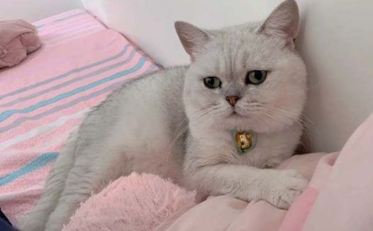 银渐层粘人程度