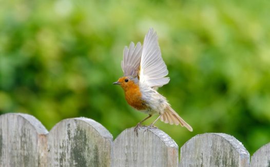 站在木栅栏上的知更鸟摄影图片