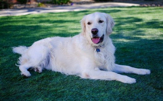 大型白色宠物狗图片