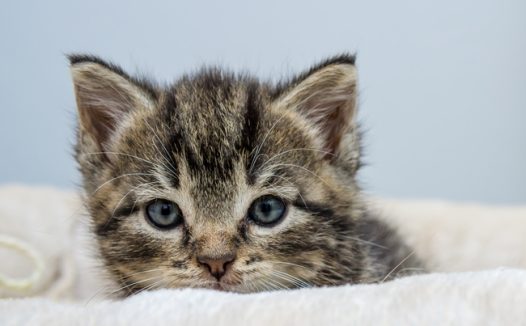 可爱狸花猫壁纸图片