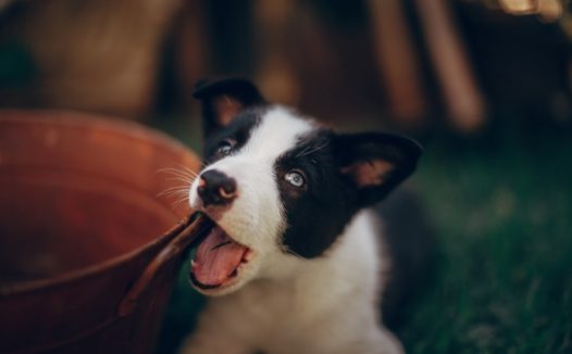 可爱卖萌哈士奇幼犬图片