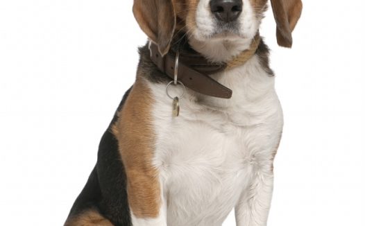 德国牧羊犬图片