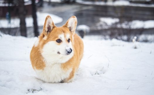 冬季雪地威尔士柯基犬摄影图片