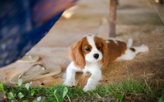 趴在地上的小狗图片