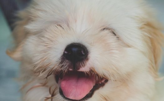 可爱西施犬图片