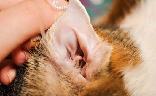 猫耳朵瘙痒是什么原因