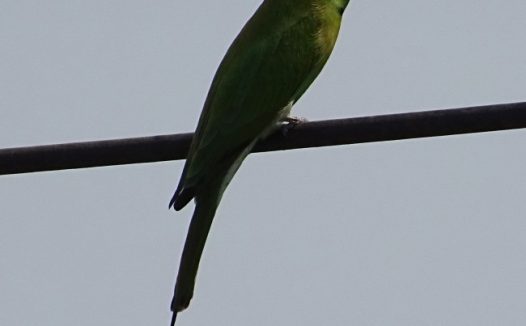 树枝上的蜂鸟图片