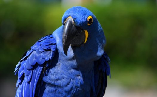 蓝色羽毛金刚鹦鹉图片
