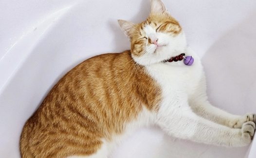 可爱小花猫萌宠写真摄影图片