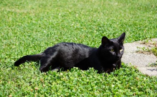 草地休息的黑猫图片
