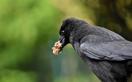 黑色腐肉乌鸦图片