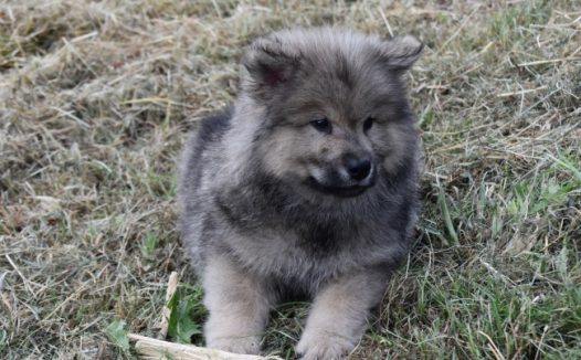 可爱宠物小萌狗图片