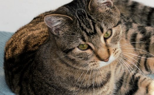 可爱萌猫咪摄影图片