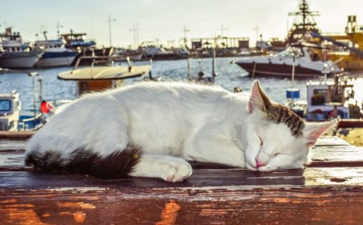 一只睡着的萌猫咪图片