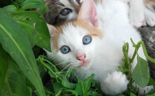 可爱田园小花猫图片