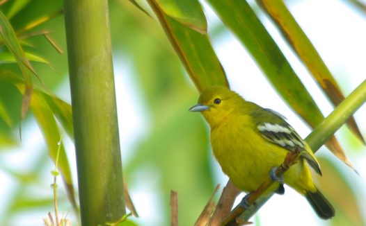 绿色竹林黄莺鸟图片