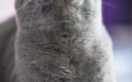 俄罗斯蓝猫图片