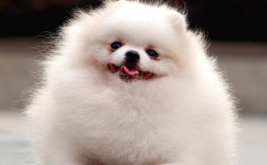 白色博美犬图片