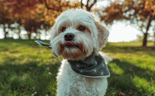 草地可爱白色狗狗图片