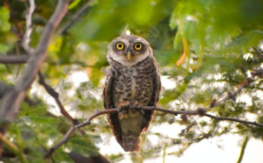 站在树枝上的猫头鹰图片