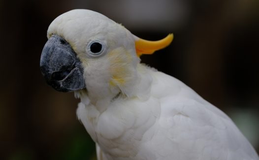 白色米切氏凤头鹦鹉摄影图片